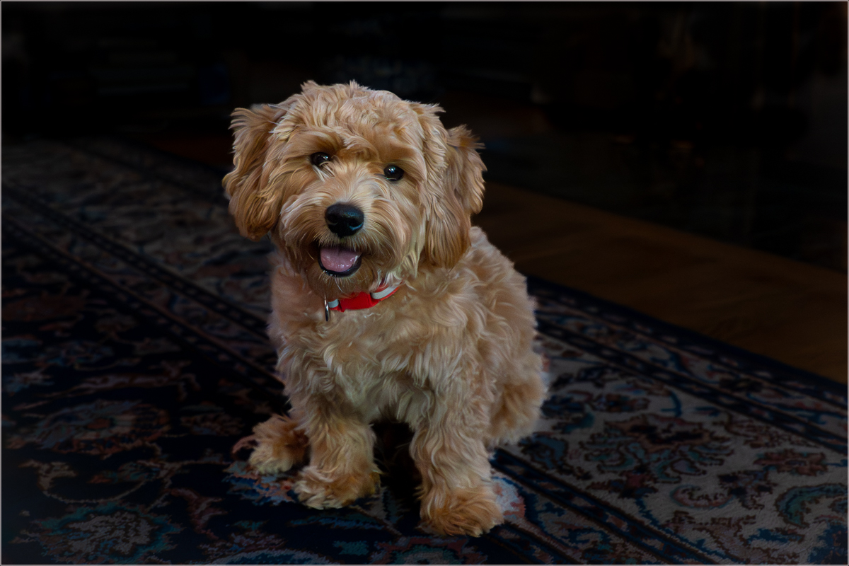 LaPlaca Post Camille Puppy Love Pictorial   Class A 20260121